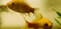 Penser comme un poisson dans l’eau Penser comme un poisson dans l’eau