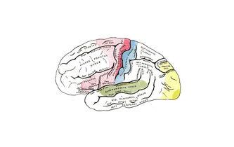 Qu'est-ce que l'intelligence?