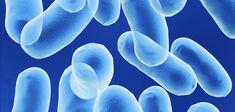 © sgame/iStockphoto Bactéries, l’avenir du médicament ?