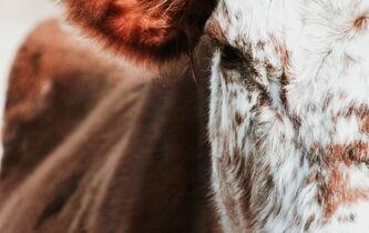 Cow-visuel
